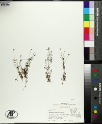 Houstonia pusilla image