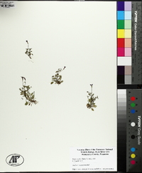 Houstonia pusilla image