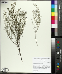 Stenaria nigricans image