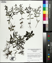 Houstonia canadensis image