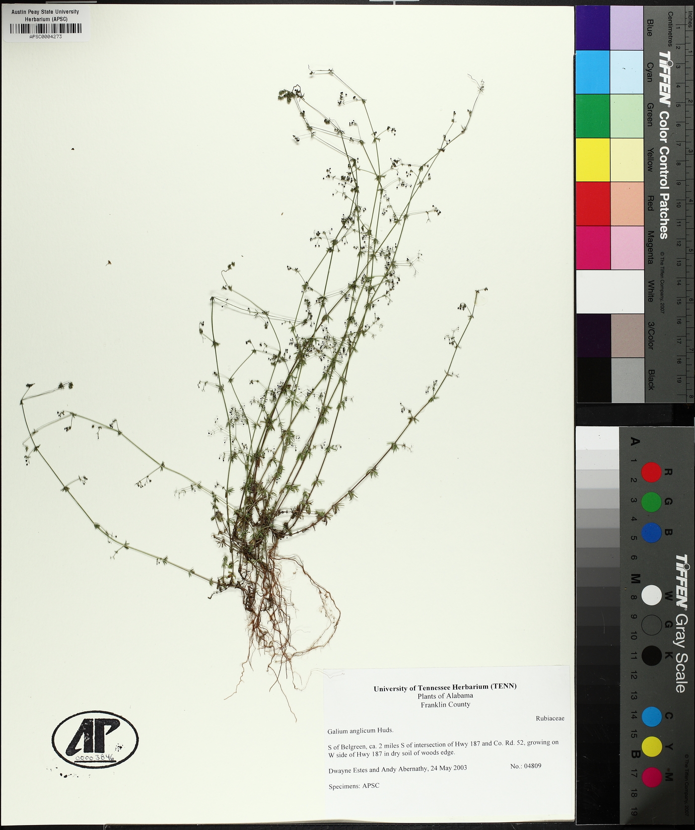 Galium anglicum image