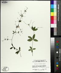 Galium circaezans image