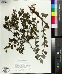 Spiraea × vanhouttei image