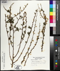 Spiraea thunbergii image