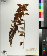 Spiraea tomentosa image