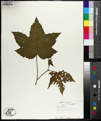 Rubus odoratus image