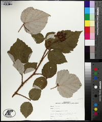 Rubus phoenicolasius image