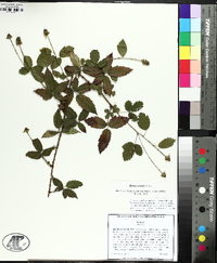 Rubus trivialis image