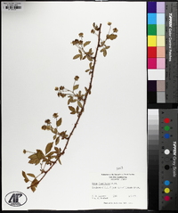 Rubus flagellaris image