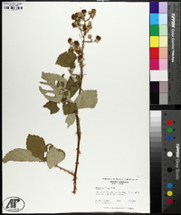 Rubus bifrons image