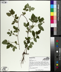 Rubus flagellaris image