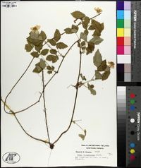 Rubus flagellaris image