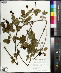 Rubus flagellaris image