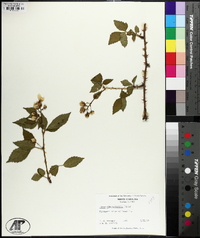 Rubus argutus image