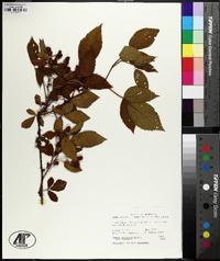 Rubus argutus image