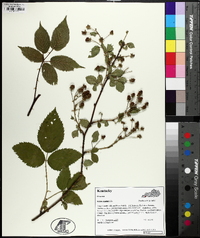 Rubus argutus image