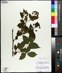Rubus argutus image