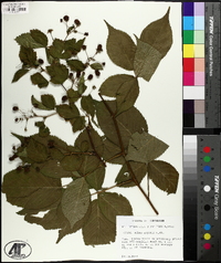 Rubus argutus image