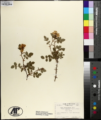 Rosa virginiana image