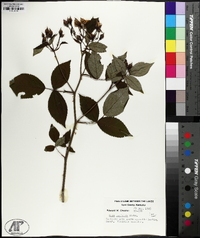 Rosa setigera image