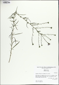Symphyotrichum kentuckiense image