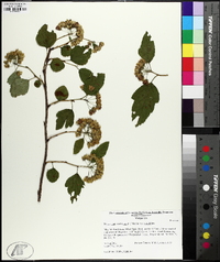 Physocarpus opulifolius var. opulifolius image