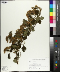 Physocarpus intermedius image