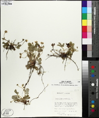 Potentilla canadensis image