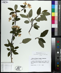 Malus angustifolia image