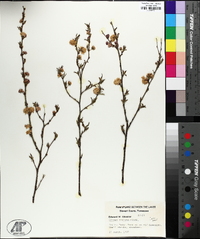 Prunus triloba image