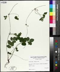 Potentilla indica image