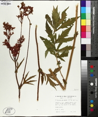 Filipendula rubra image