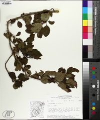 Crataegus viridis image