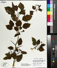 Crataegus viridis image