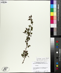 Crataegus iracunda image