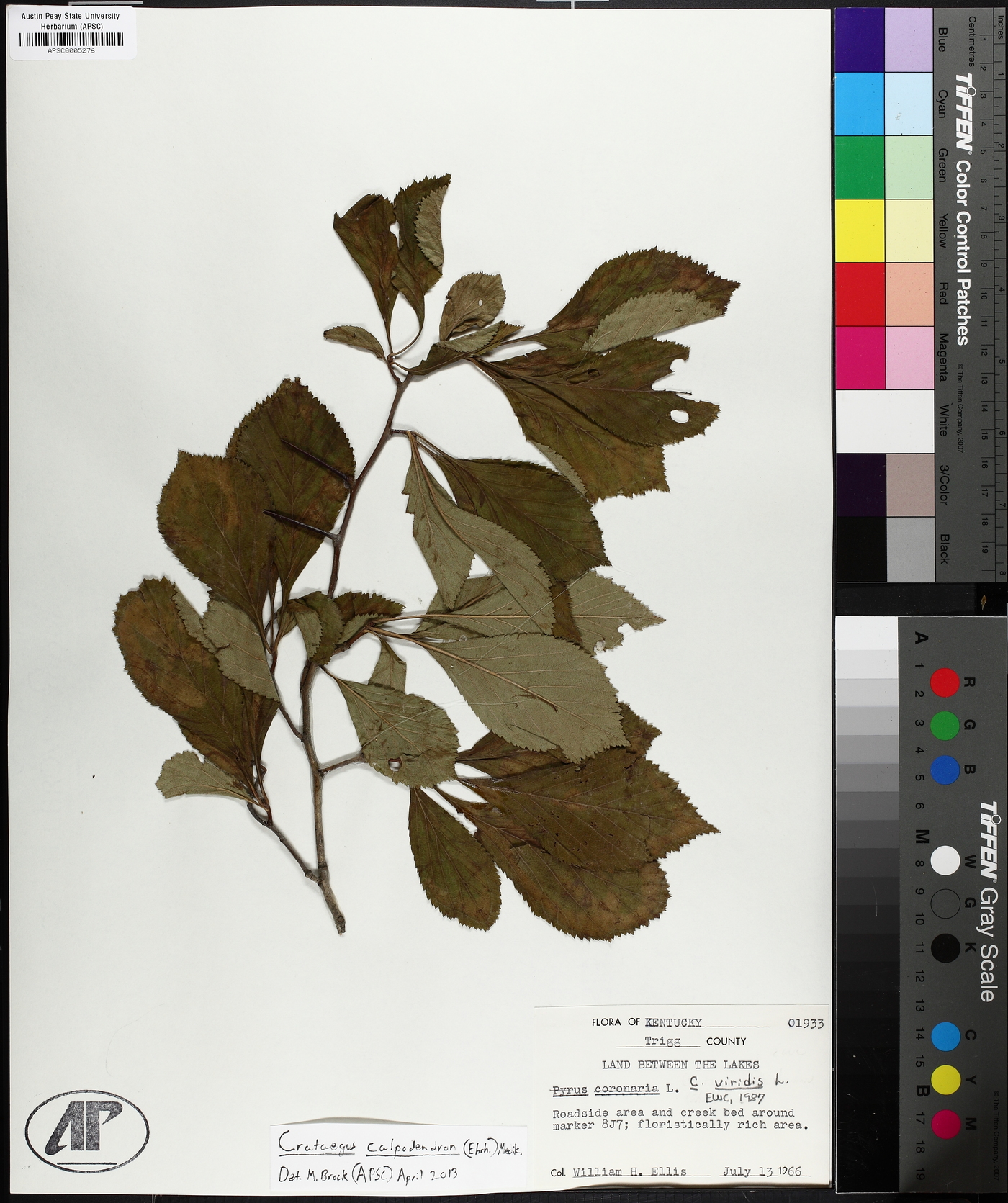 Crataegus calpodendron image