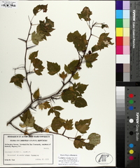 Crataegus phaenopyrum image