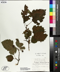 Crataegus mollis image