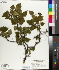 Crataegus phaenopyrum image