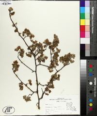 Crataegus marshallii image