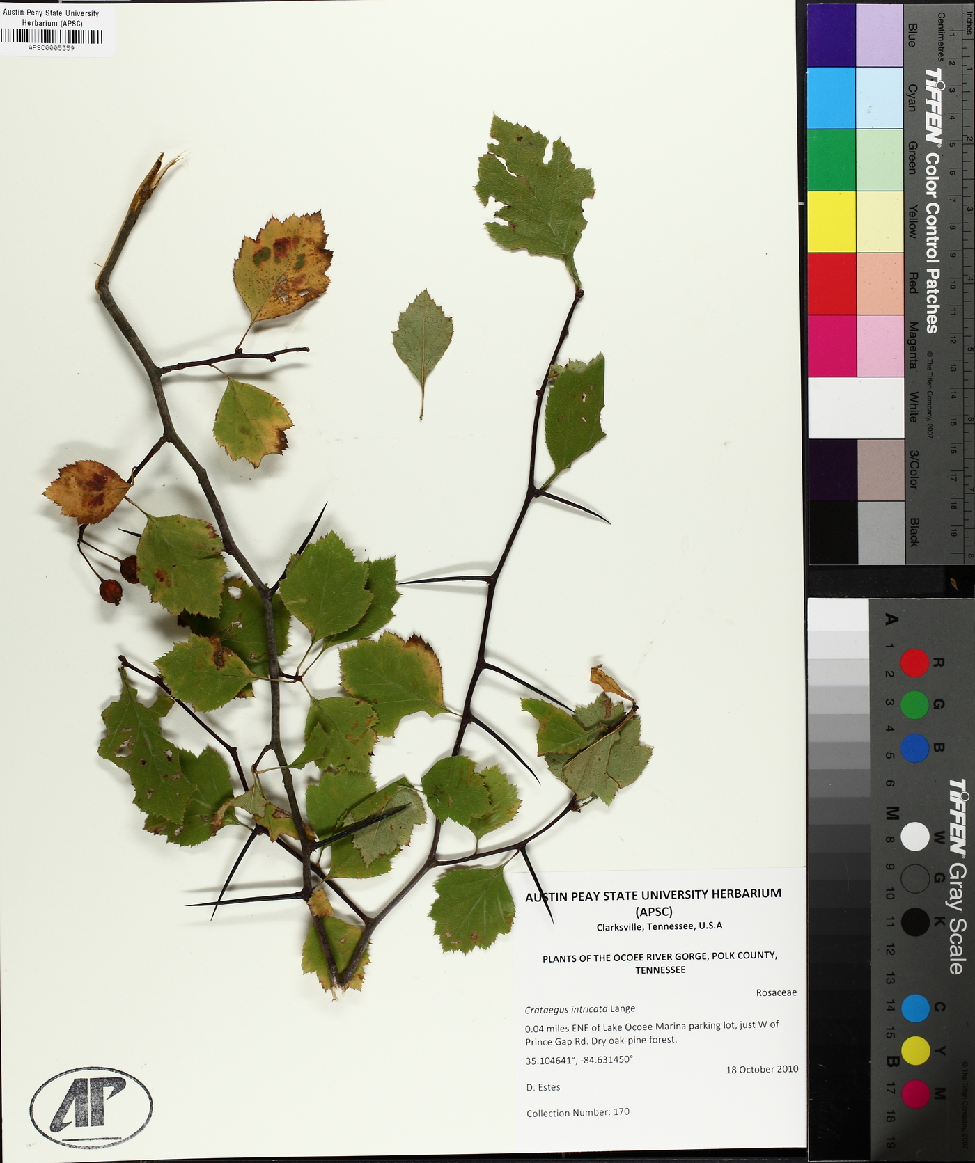 Crataegus intricata image