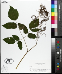 Aruncus dioicus image