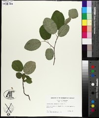 Amelanchier sanguinea image