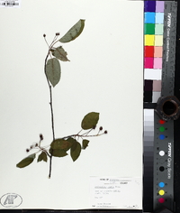 Amelanchier laevis image