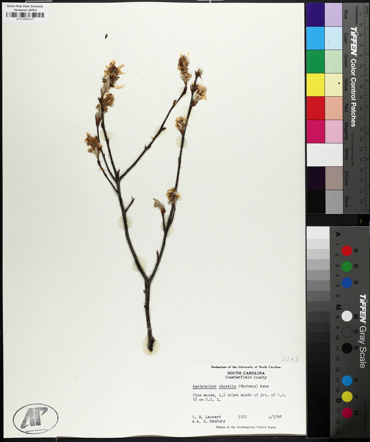 Amelanchier obovalis image