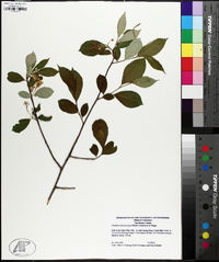 Aronia melanocarpa image