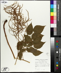 Aruncus dioicus image