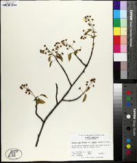 Amelanchier laevis image