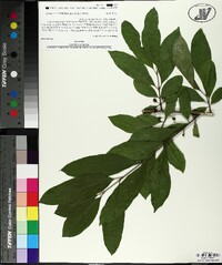 Rhamnus davurica image