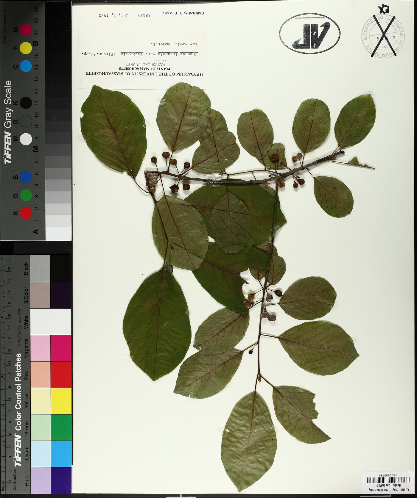 Frangula alnus subsp. alnus image